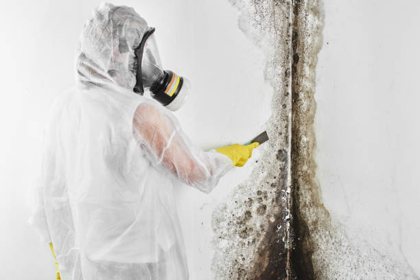  Friendship Heights Village, MD Mold Removal Pros