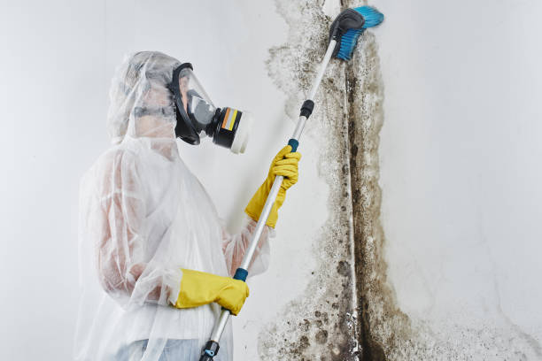 Mold Removal and Inspection in Friendship Heights Village, MD