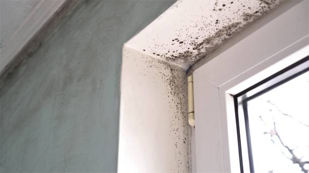 Best Certified Mold Removal  in Friendship Heights Village, MD