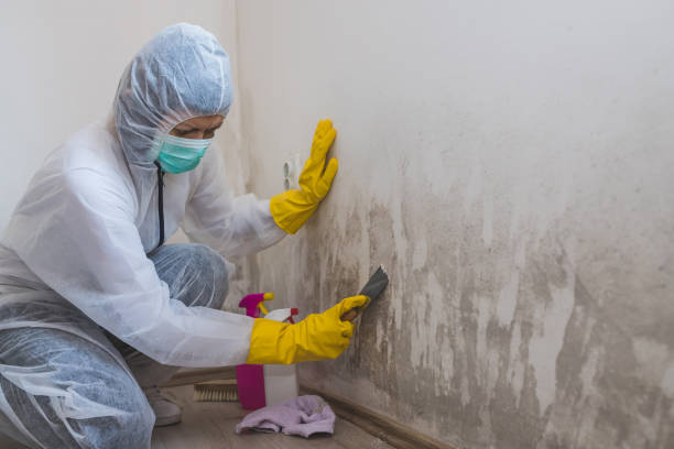 Office Mold Removal Services in Friendship Heights Village, MD