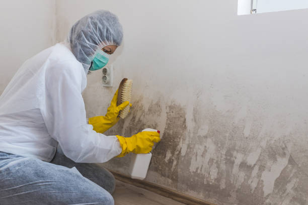 Mold Testing and Removal in Friendship Heights Village, MD