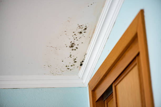 Best Office Mold Removal Services  in Friendship Heights Village, MD