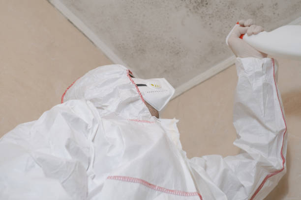 Best Best Mold Removal Companies  in Friendship Heights Village, MD