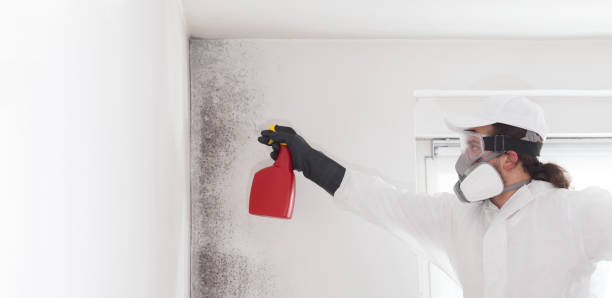 Best Commercial Mold Removal  in Friendship Heights Village, MD