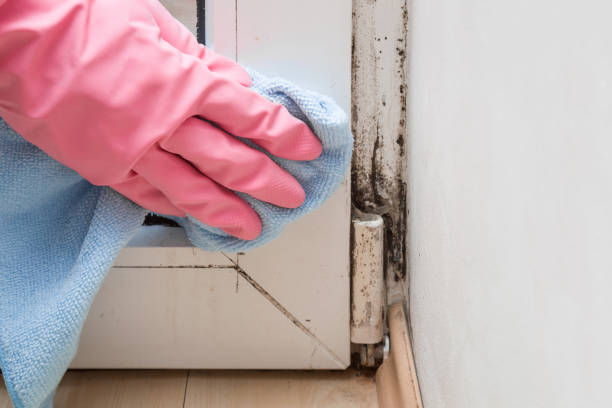 Best Same-Day Mold Removal  in Friendship Heights Village, MD